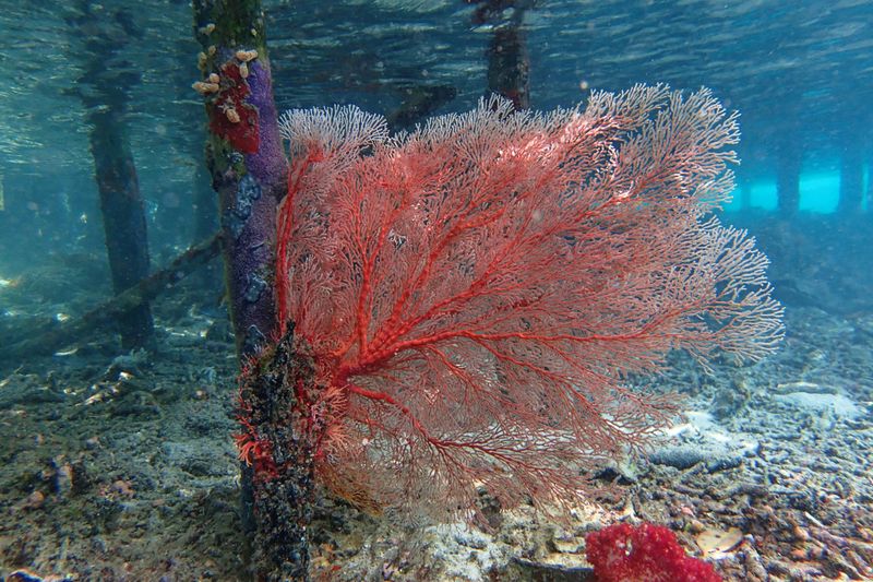 Coral landscape