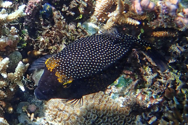 Spotted boxfish