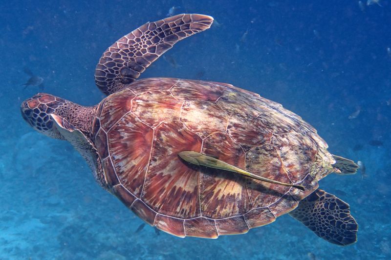 Green sea turtle