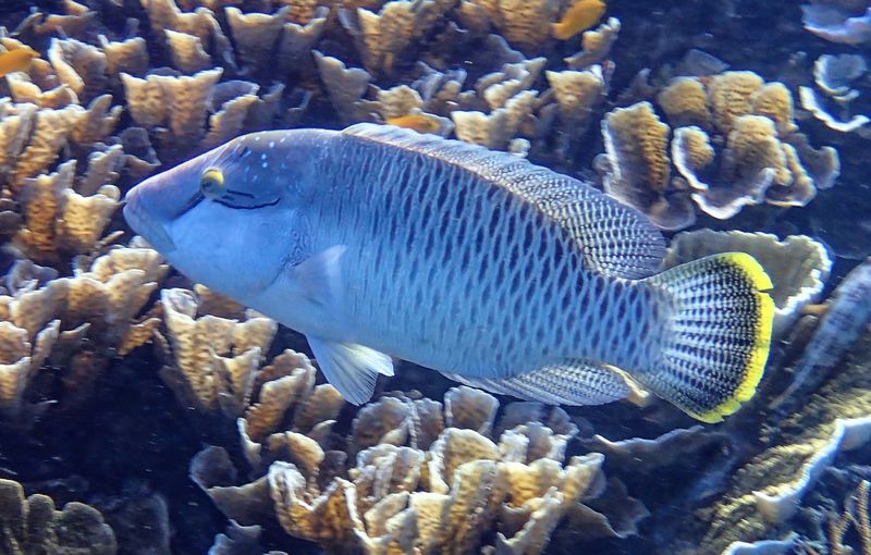 Humphead wrasse