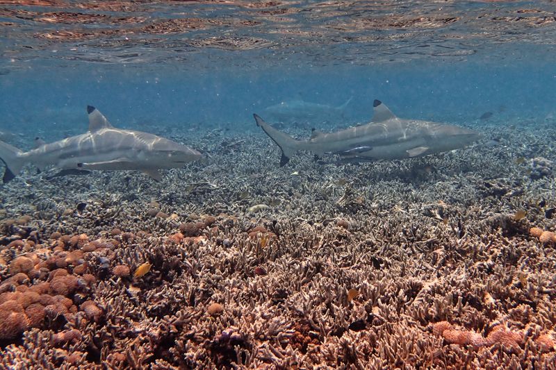 Blacktip shark