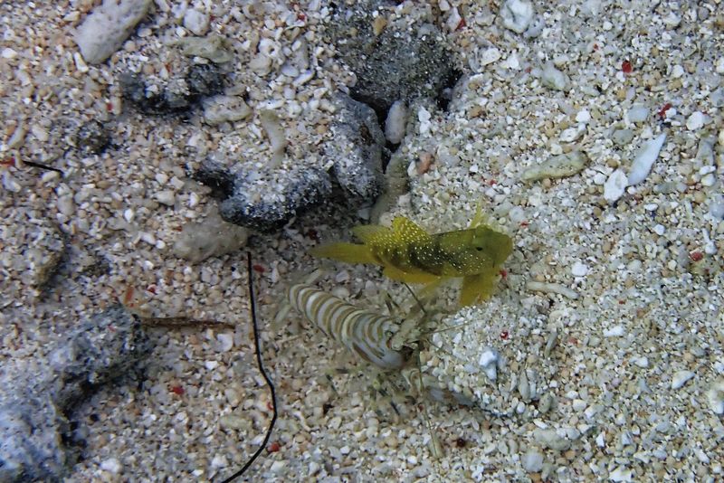 Tiger or bumblebee shrimp and yellow watchman goby