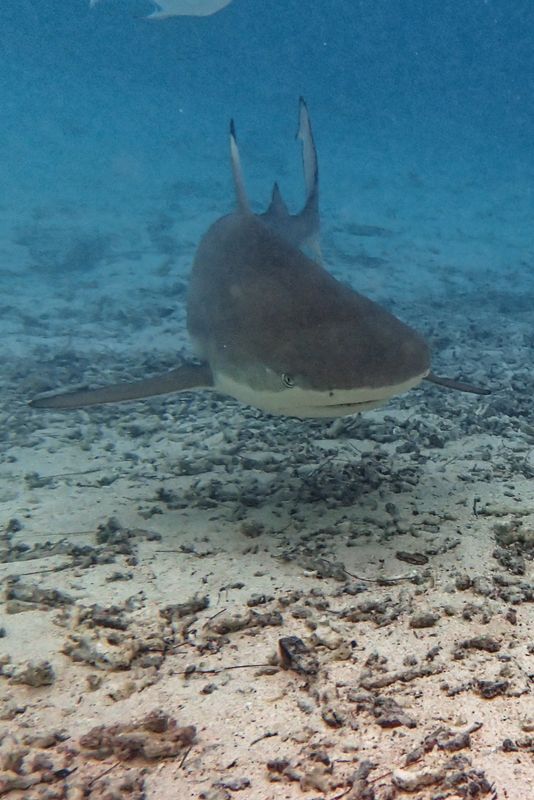 Blacktip shark