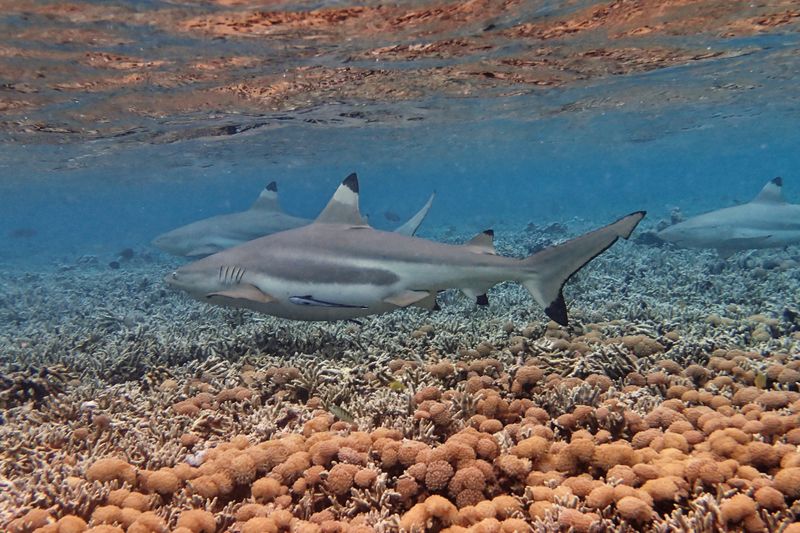 Blacktip shark