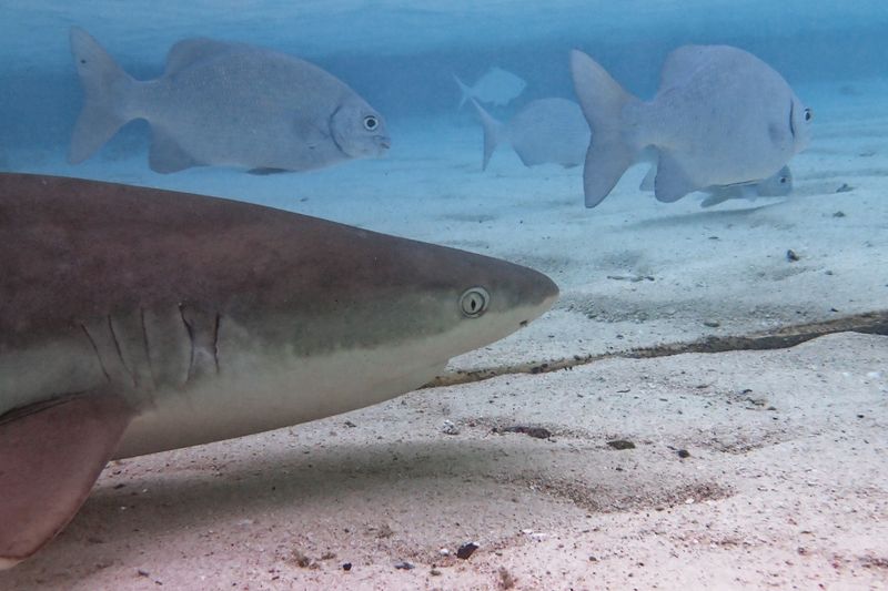 Blacktip shark