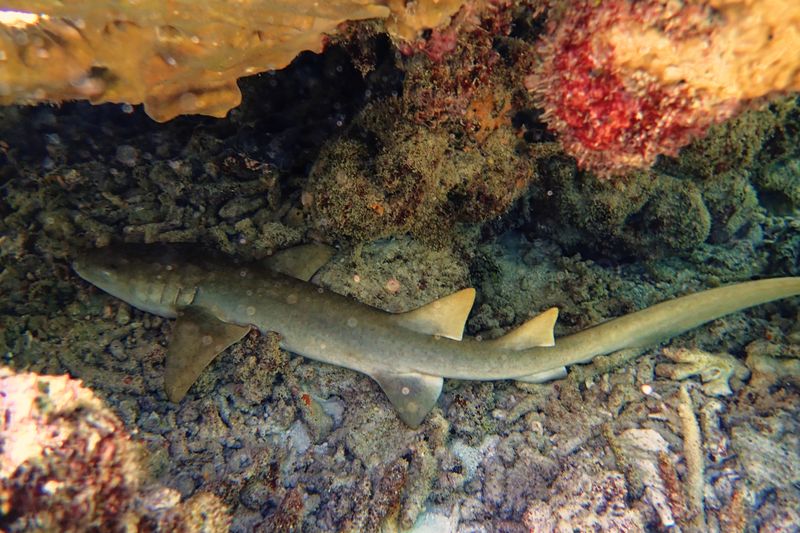 Bamboo shark