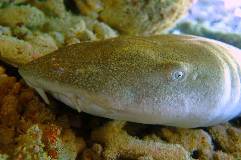 Bamboo shark