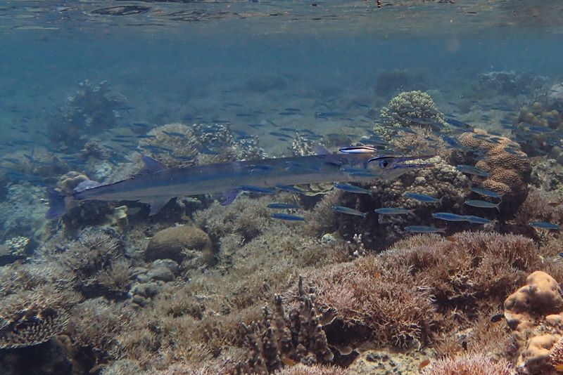 Needlefish
