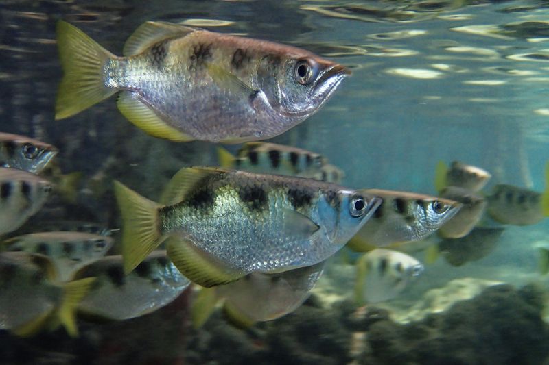 Archerfish