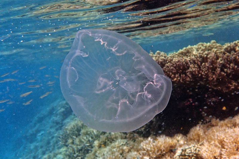 Moon jelly