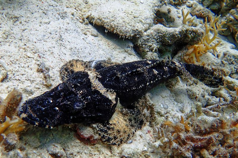 Crocodile fish