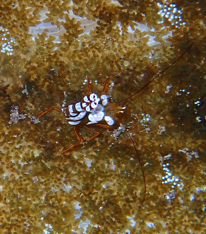 Sexy shrimp