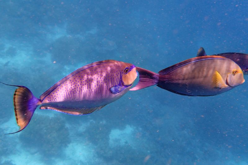 Bignose unicorn fish
