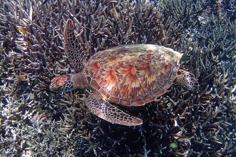 Green sea turtle