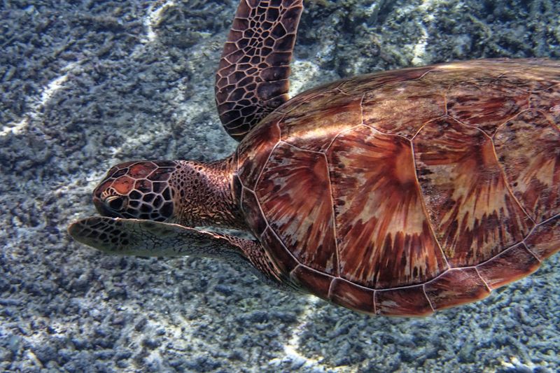 Green sea turtle