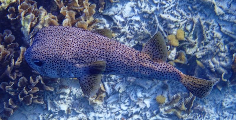 Spotted porcupinefish
