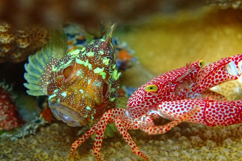Scorpionfish and rust spotted guard crab