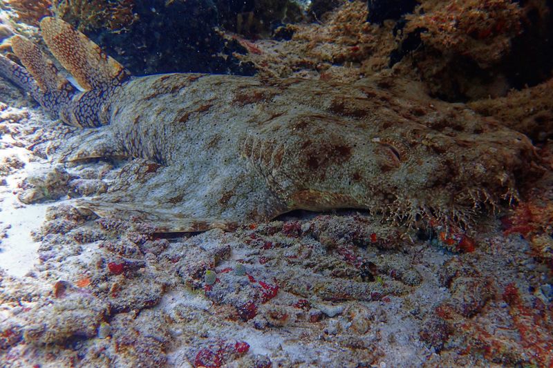 Wobbegong
