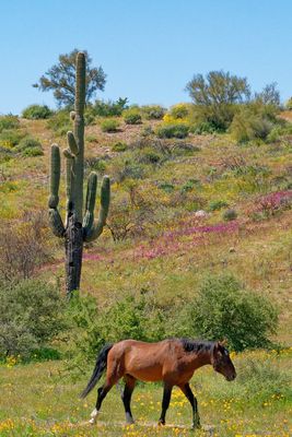 Wild Horse near Saguaro Lake
