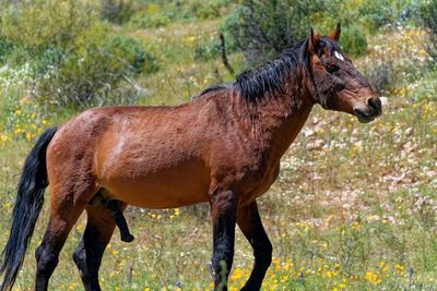 Wild Horse near Saguaro Lake