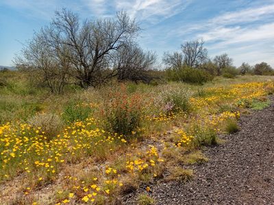 Roadside Wildflowers