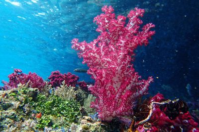 Raja Ampat Underwater
