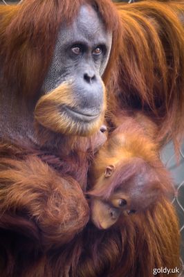 230313_chester_zoo