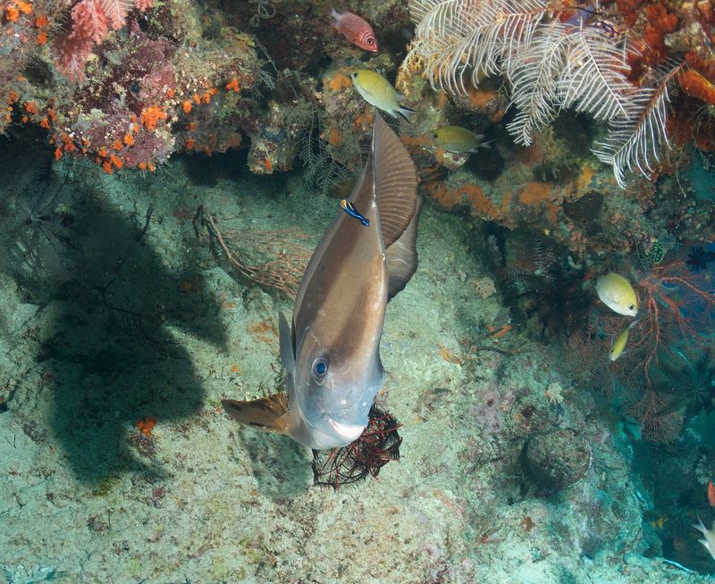 Smiling Circular Batfish