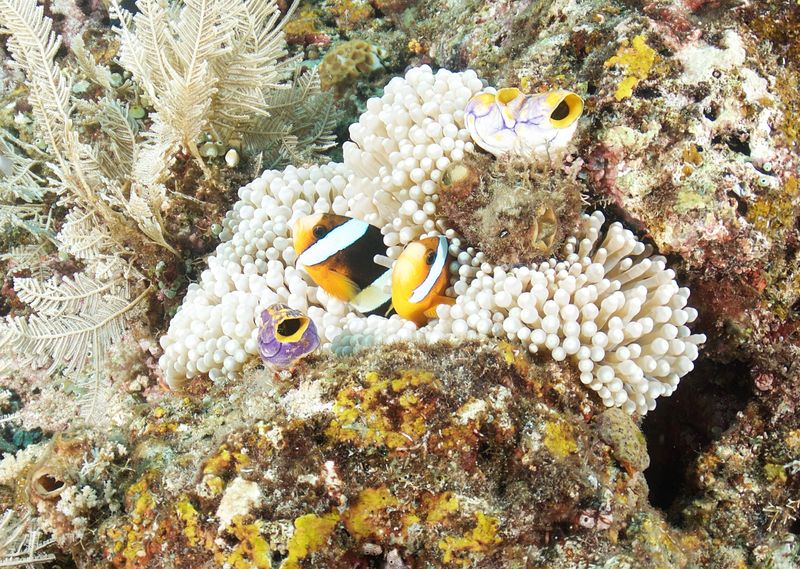 Clark's Anemonefish