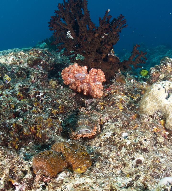 Scorpionfish