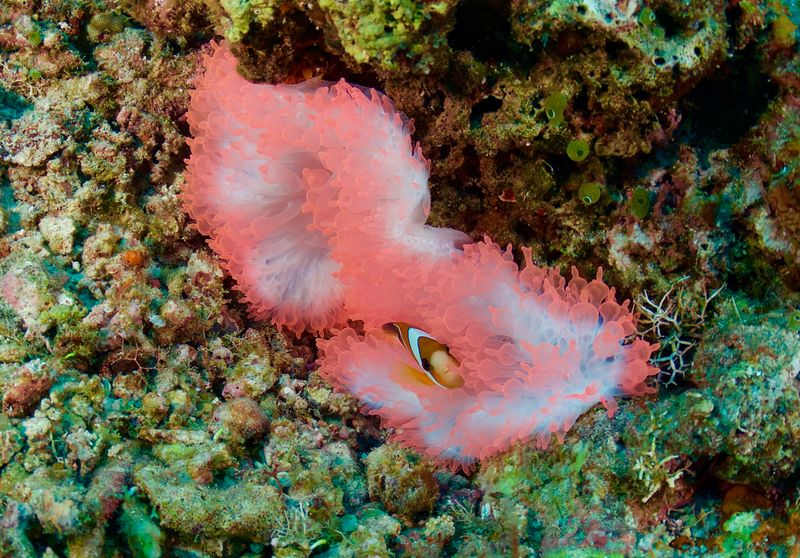 Pink Anemone