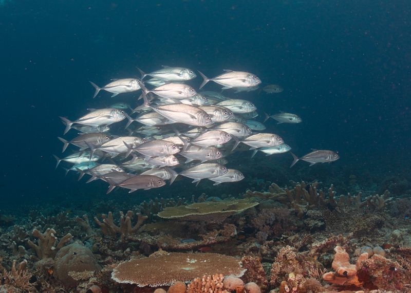 Bigeye Trevally