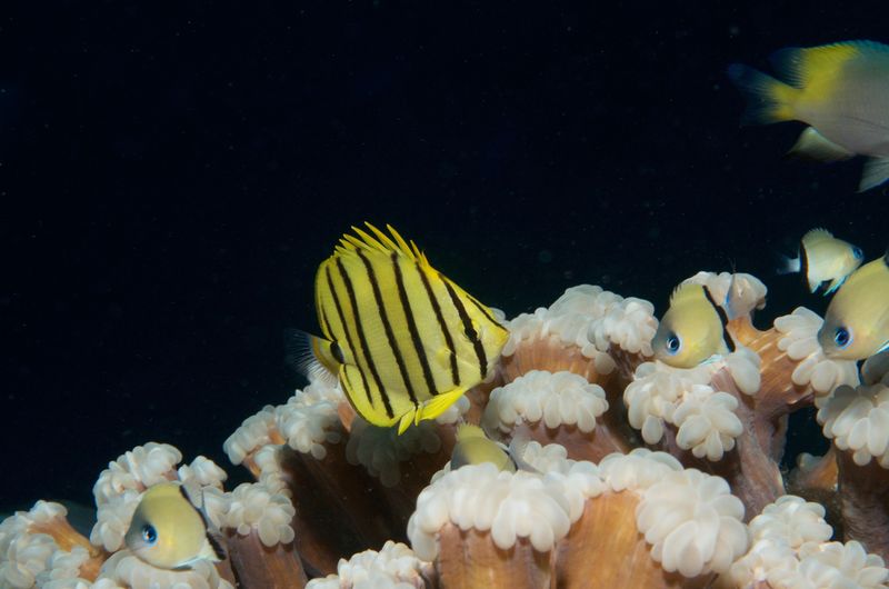 Eight-Banded Butterflyfish
