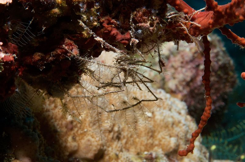 Spider Crab