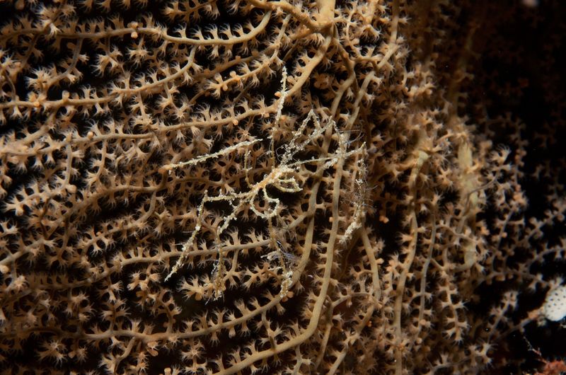 Spider Crab
