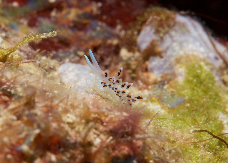 Nudibrach