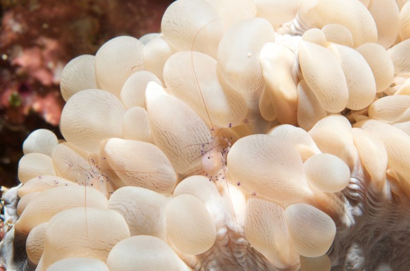 Bubble Coral + Shrimp