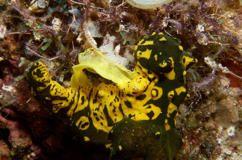 Nudibranch laying eggs