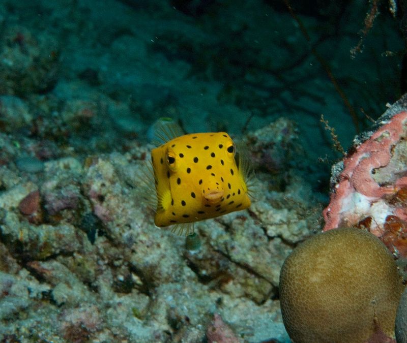 Yellow Boxfish