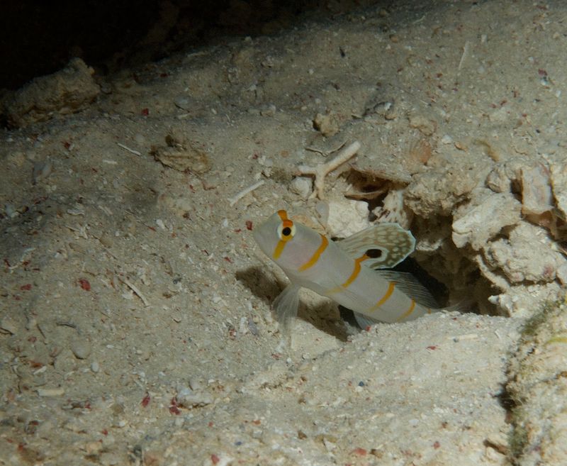 Randall's Shrimpgoby