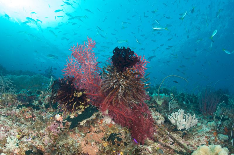 Soft Corals and fish