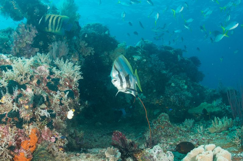 Batfish