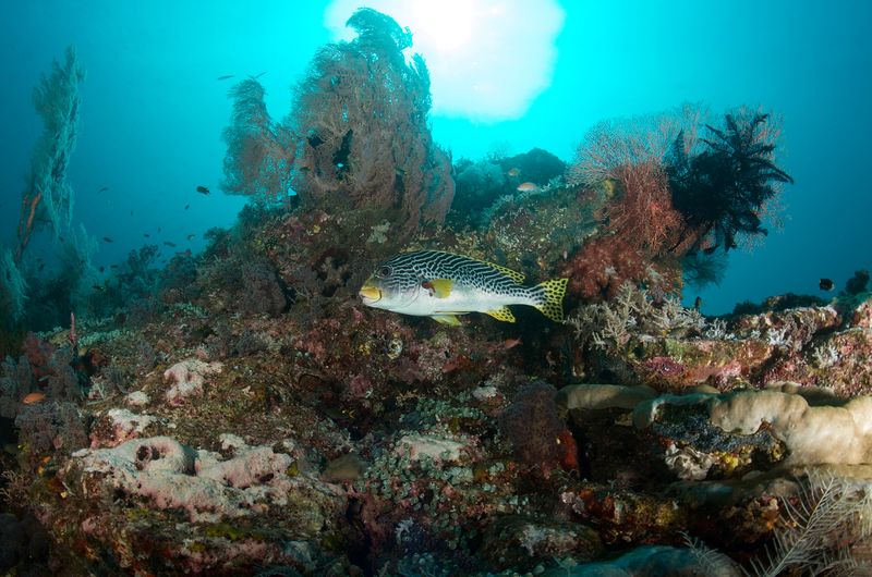 Diagonal-Banded Sweetlips