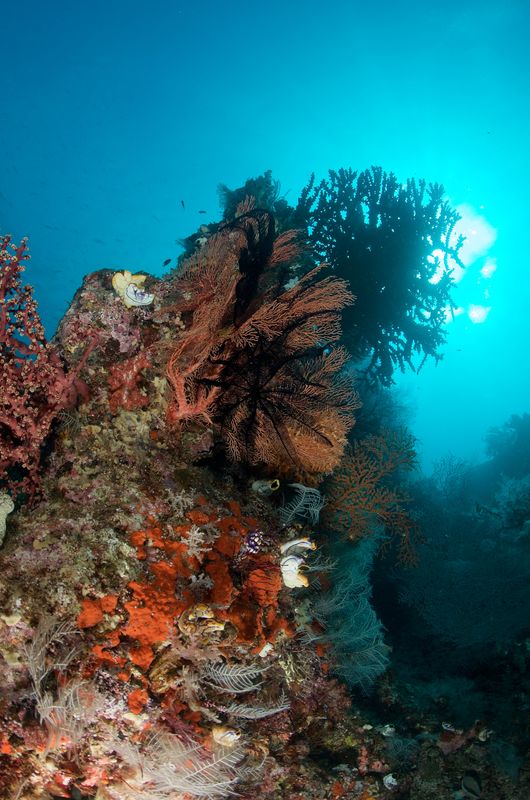 Coral
