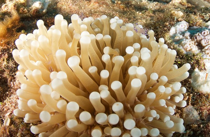 Anemone and Shrimp