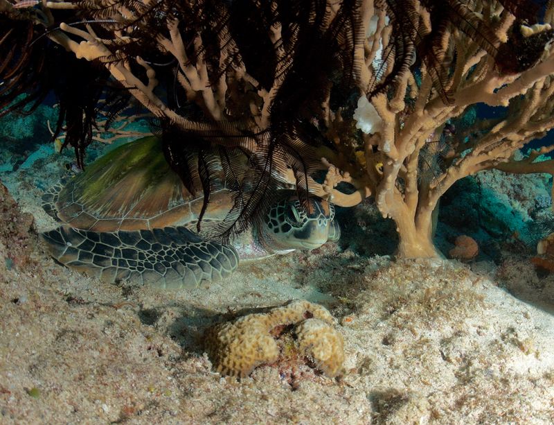 Sleepy Green Turtle