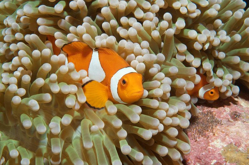 False Clown Anemonefish