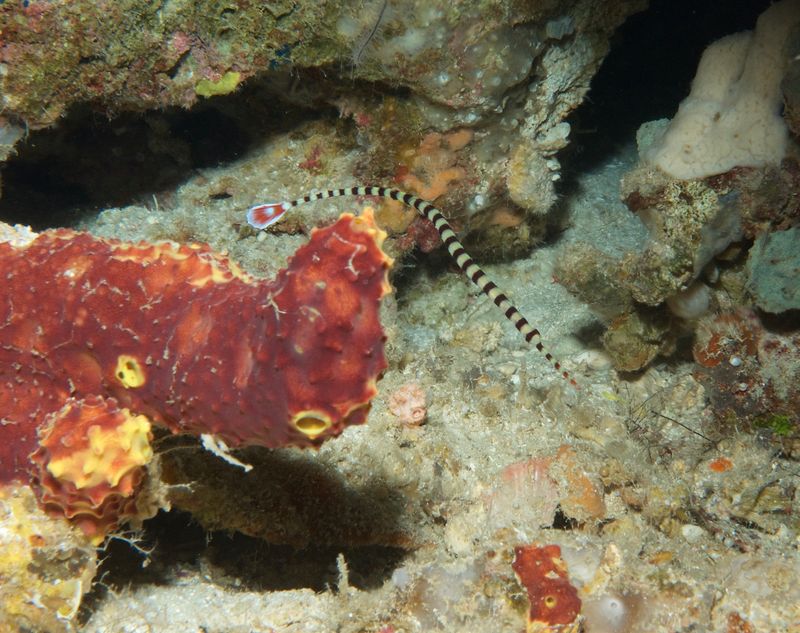 Ringed Pipefish