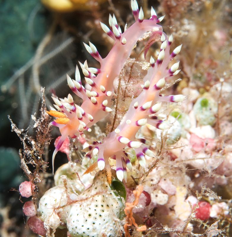 Desirable Flabellina with eggs