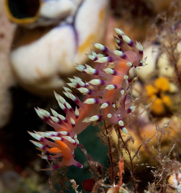 Desirable Flabellina